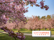 Le Parc de Sceaux et ses cerisiers en fleurs