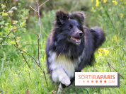 Deux boutiques éphémères Royal Canin dédiées aux chiens et aux chats ont ouvert à Paris