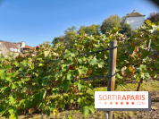 Visuels Paris - Clos Montmartre - Vignes