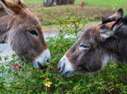 Ferme Saint-Hilliers