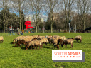 Transhumance à la Villette - E0C1AEB3 FEBD 45CF 88A2 0C8320DD6F8A
