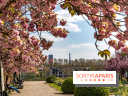 Parc de Bécon à Courbevoie - Pavillon des Indes - Cerisiers en fleurs