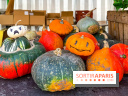 Automne au Potager du Roi - Citrouilles - Halloween
