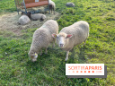 La ferme pédagogique du parc des Chanteraines