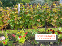 Vignes Montmartre