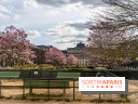 Les magnolias du Jardin du Palais Royal