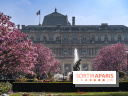 Les magnolias du Jardin du Palais Royal  - printemps - visuel Paris