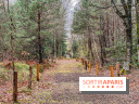 Arbor&Sens, l'Arboretum de Franchard en forêt de Fontainebleau - les photos