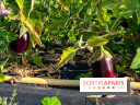 Les Saveurs du Potager du Roi à Versailles : marché de fruits & légumes, expositions et animations