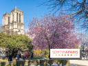 Le Square Viviani devant Notre-Dame de Paris