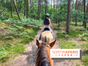 Balade en chevaux Henson en forêt de Fontainebleau  - IMG 2038