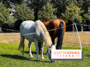 Tous en piste ! à Maisons-Laffitte (78): poneys, calèche et spectacles équestres gratuits au château