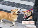 La Marche des animaux à Paris : défilé gratuit, ouvert aux chiens, chats ... sur les Champs-Élysées