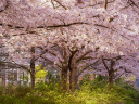 Les cerisiers en fleurs au Parc de Billancourt à Boulogne-Billancourt, Hanami aux portes de Paris - A7C08662