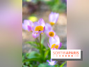 Le Parc de Bagatelle au printemps, cerisier, tulipes et jonquilles - photos