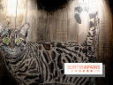Chacun cherche son chat, nos photos de l'expo à Fluctuart - Expo Chat 11