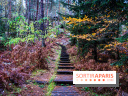 Journée internationale des forêts 2025 : des visites guidées gratuites en forêt de Fontainebleau