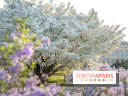 Le cerisier du Japon 'Shirotae' du Jardin des Plantes : l'arbre remarquable au blanc éclatant en fleurs