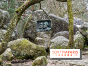 Nuit des Forêts à Fontainebleau 2023 entre art, nature et découvertes gratuites