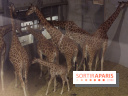 Les girafons du Zoo de Paris