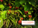 Cueillettes des fraises autour de Paris