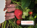 Cueillettes des fraises autour de Paris