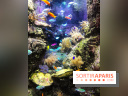 Les récifs Coralliens s'exposent à l'Aquarium de Paris
