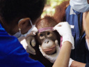 Popi ou l’état sauvage : une jeune orang-outan apprend à retrouver la forêt