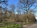 La forêt de Meudon