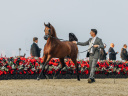 Championnat du monde du cheval arabe 2026 : les plus beaux chevaux du monde au Grand Palais à Paris