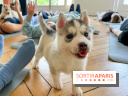 Puppy Yoga Paris, des séances de yoga tout en câlins avec d'adorables chiots - Prochaines dates