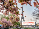 Visuel Paris Tour Eiffel cerisiers en fleurs