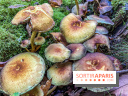 Cueillette des champignons : comment être sûr que notre récolte est comestible ?