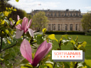 Cerisiers en fleurs à paris et aux alentours - Palais Royal