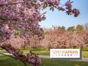 Le Parc de Sceaux et ses cerisiers en fleurs