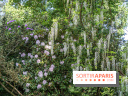 Arboretum de la Vallée-aux-Loups, une balade au milieu des arbres remarquables