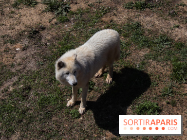 Zoo de Thoiry 2023 - Loup arctique