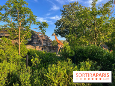Nocturnes au Parc Zoologique de Paris - IMG 3513