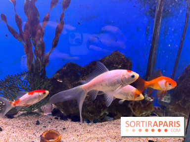 La Maison de la Pêche et de la Nature - image00014