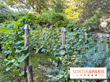 Vignes de Belleville - image00007