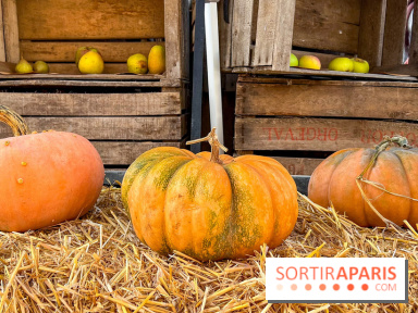 Automne au Potager du Roi - Citrouilles - Halloween