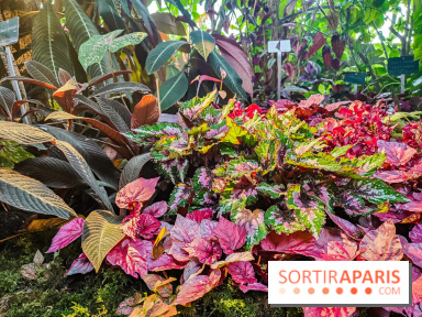 Automne Tropical 2023