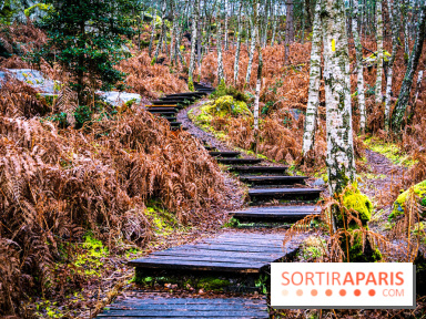 Le sentier de l'érosion à Fontainebleau - balade en forêt -  A7C4620 HDR