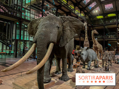 Grande Galerie de l'évolution- visuels 2024 - image00062