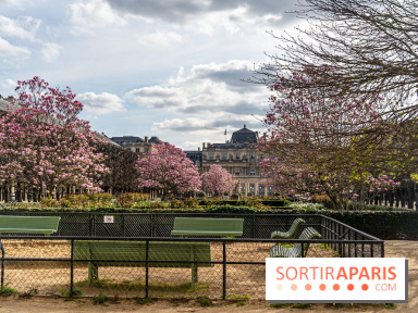Les magnolias du Jardin du Palais Royal