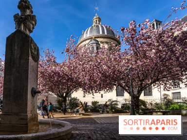 Square Gabriel Pierné à Paris - cerisiers en fleurs