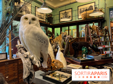 Deyrolle, l'incroyable cabinet de curiosités à Paris - nos photos