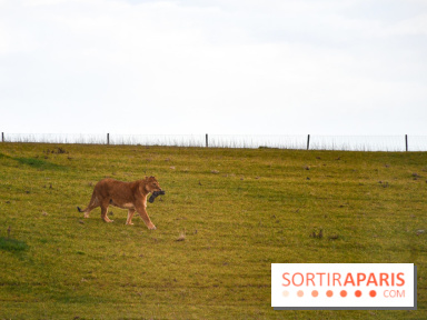 Le Royaume des Lions, l'hôtel immersif à la Lumigny Safari Reserve - nos photos - AF274443 0D37 4C96 9312 8AA58749569C