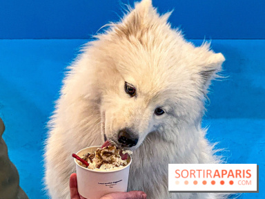 Je T'aime Comme Un Chien : food, mode, déco ... une expo qui a du chien au Bon Marché Rive Gauche - image00030