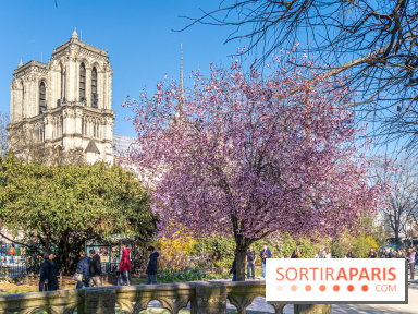 Le Square Viviani devant Notre-Dame de Paris